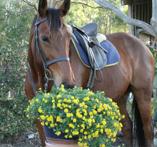 Horse And Yellow Flowers