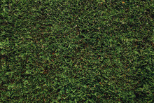 Arborvitae Hedge, Green Background Texture