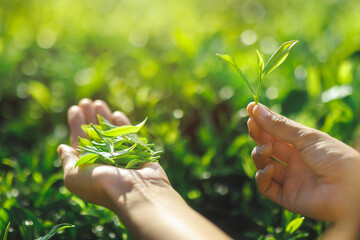 Wall Mural - Close-up female hands holding fresh tea leaves near tea bush in front of tea plantation. High quality advertising photo