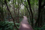 Fototapeta Natura - fine boardwalk through thick wild forest