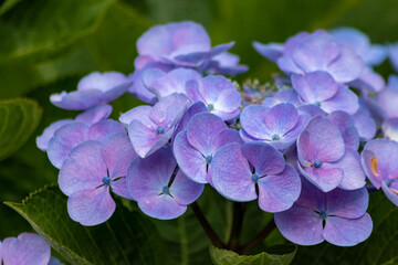 Tender blue blossoms with a selective focus as front focus and a green blurred background show the fragility of natural beauty and idyllic garden scenery in urban cities and guerilla gardening