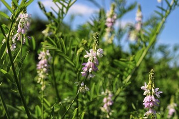 Wall Mural - Blossoming galega officinalis, goat rue. Medicinal herb.