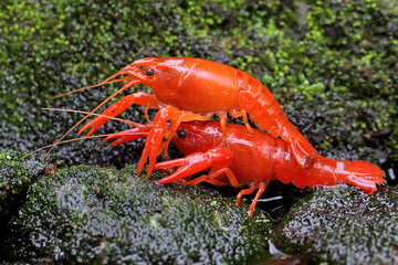 Two crayfish resting on a mossy rock by the river. This aquatic animal has the scientific name Cherax quadricarinatus.