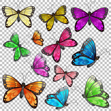 Set Of Different Butterfly On Transparent Background