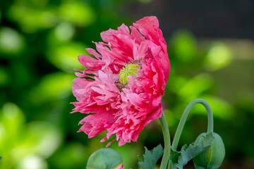 Poster - Gefüllte Mohnblumen (Papaver)