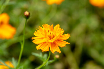 close up photo of sulfer cosmos flower and blurred background