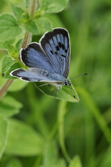 Wall Mural - A rare Large Blue Butterfly, Phengaris arion, resting on a plant in a meadow. Its wings are just starting to open up.