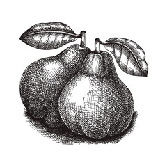 Pear vector illustration. Hand-drawn food drawing. Fruit sketch. Garden plant for recipe, menu, label, packaging, Vintage two  ripe fruit of pear with shadow in a sketched style