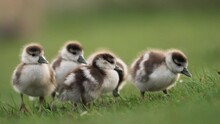 Cute Gaggle Of Goslings Grazing Together In A Group; Low Shallow Depth Shot