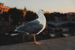 seagull in rome