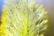 Spring motif. Yellow fluffy willow flower (catkin), the stigmas of the stamens of the flower are clearly visible. Ultra macro. Selective focus with background blur