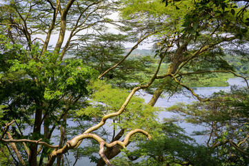 Wall Mural - Trees, Victoria Nile near Jinja in Uganda