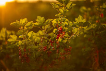 Red Currant, Czerowna Porzeczka Zachód Słońca, Owoce Lata 