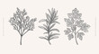 Branches of rosemary, cilantro and dill on a light background isolated. Hand-drawn spicy herb for cooking. Concept of organic food. Vector botanical illustration.