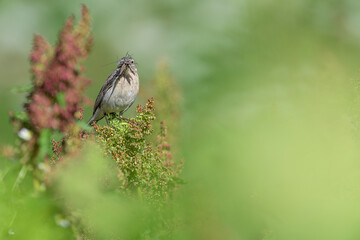 Wall Mural - Water pipit looking at camera (Anthus spinoletta)