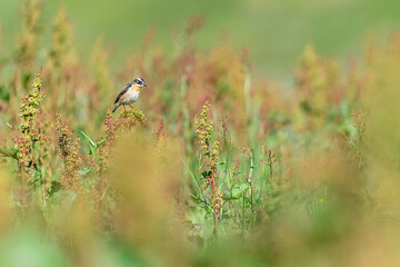 Wall Mural - The Whinchat in the flowering meadow (Saxicola rubetra)