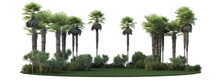 3d Render Palm Garden With White Background