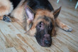 german shepherd dog with skin rash at face from allergy infection lying down on floor