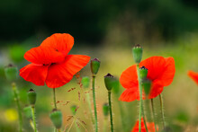 Close Up Of Red Corn Poppy. Blooming Flower. Beautiful Nature Background