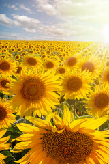 Beautiful sunset in a yellow sunflower plantation with a sky full of clouds. Vertical image of sunflowers