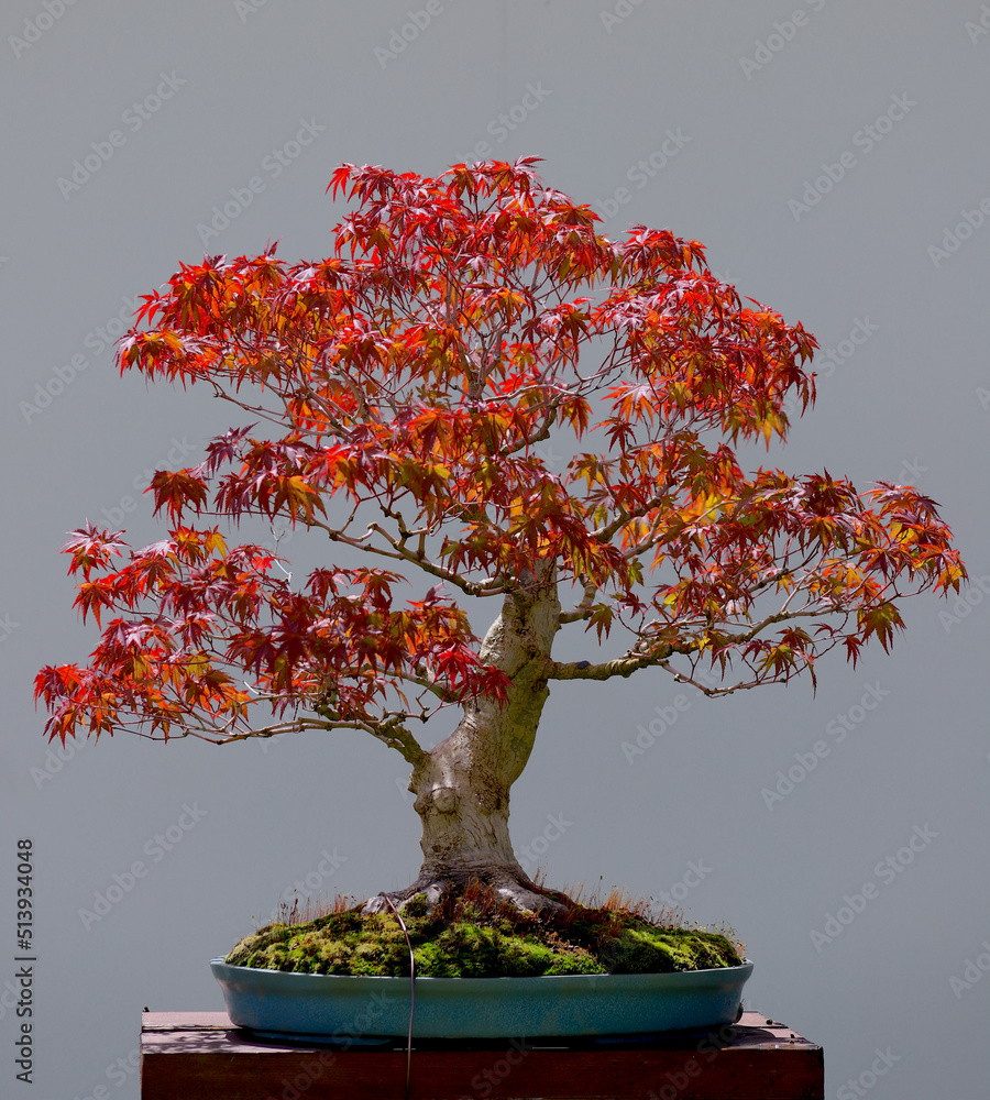 drzewko bonsai, klon palmowy na tle szarej ciany Stock Photo | Adobe Stock