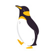 Funny Emperor Penguin as Aquatic Flightless Bird with Flippers Waddling Vector Illustration
