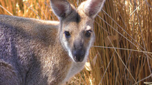Wallaby Is A Kangaroos Family Animal Starting Photo