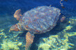 Eine Aufnahme einer geschützen Meeresschildkröte im Wasser. Diese Schildkröten brauchen den Weltweiten Schutz und ihrer Habitate.
