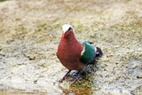Fototapeta Tęcza - A Emerald Dove on ground