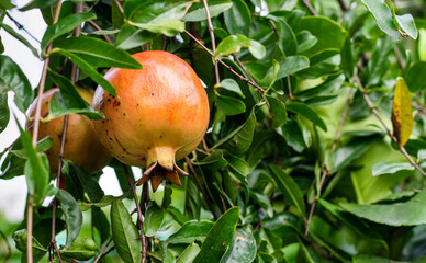 Wall Mural - Healthy pomegranate fruit hanging on a branch in the garden close up with copy space