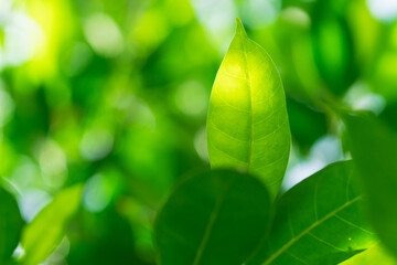 Closeup nature view of green leaf on sunlight using as background and fresh ecology wallpaper concept