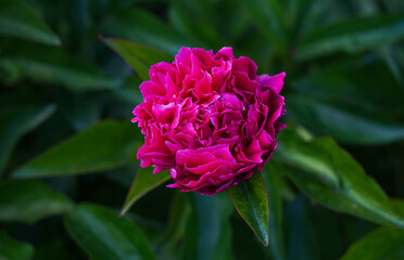 Wall Mural - a large red flower is opening