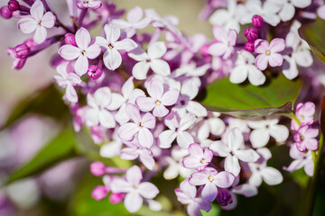 Wall Mural - Close-up lilac flowers at spring. Selective focus with shallow depth of field.