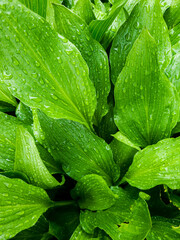 Wall Mural - Green grass background after rain. Selective focus.