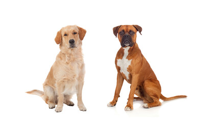 Wall Mural - Couple of adult dogs