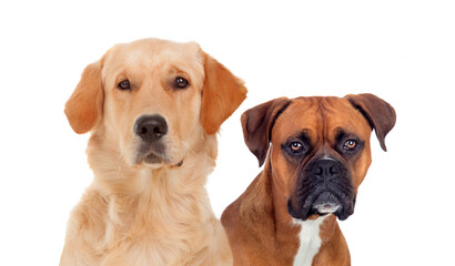 Poster - Couple of adult dogs