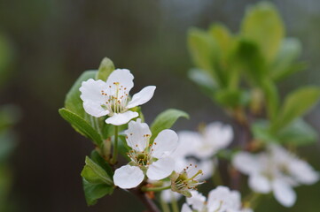 Sticker - Blooming white cherry. Spring time.