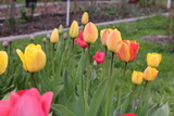 Fototapeta  - kwiaty,  łąka,  ogród,  działka,  krokus, kwiat, roślina,  kolor,  liść,  przyroda,  tulipan,  żonkil,  narcyz,  żółty,  gras,  flora,  fiolet,  lato,  kwiatowy,  wiosna, ciepło, klimat, sezon wiosenn