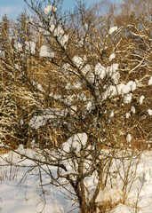 Wall Mural -  snowy tree branches, thick layer of snow covers the tree branches