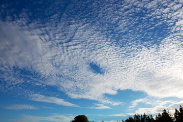 Wall Mural - summer landscape of green trees with bright clouds sky