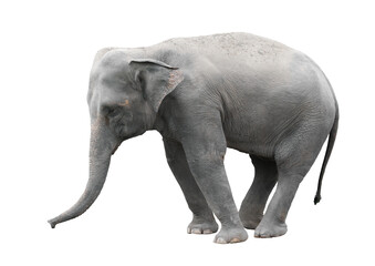 Poster - asia elephant isolated white background