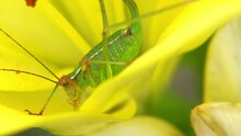 Macro Shot Of Green Grasshopper On Yellow Lily Bud In Summer Meadow. Close Up Of Insect On Flower. Nature, Wild Life