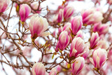 Fototapeta Kwiaty - Spring floral background, beautiful bloomed light, pink magnolia flowers in a soft light, selective focus, nature concept