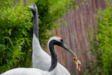 Fototapeta Zwierzęta - Red-crowned crane. Grus japonensis, also known as the Japanese crane eats a chicken