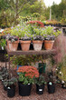 A plant nursery or garden center display of potted perennials and grasses with colorful flowers and foliage in fall