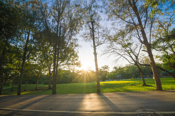 Green tree park forest blue sky background sunset light nature landscape