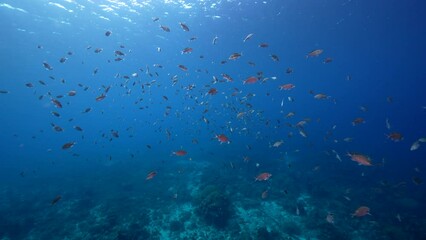 Wall Mural - 4K 120 fps Super Slow Motion: Seascape with School of Fish in the coral reef of the Caribbean Sea, Curacao