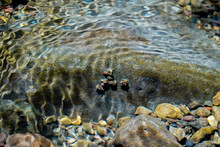 Water Current Washing Over A Rock, A Rock With Insect Cocoons Under The Water