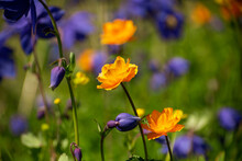 Blue Flowers Of Aquilegia And Orange Asiaticus Trollius In A Meadow In The Mountains