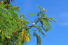 White Leadtree Or River Tamarind Flowers And Seeds (Leucaena Leucocephala)